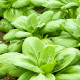 Choy Sum Fuubi - Brassica parachinensis - semena choy sum - 100 ks