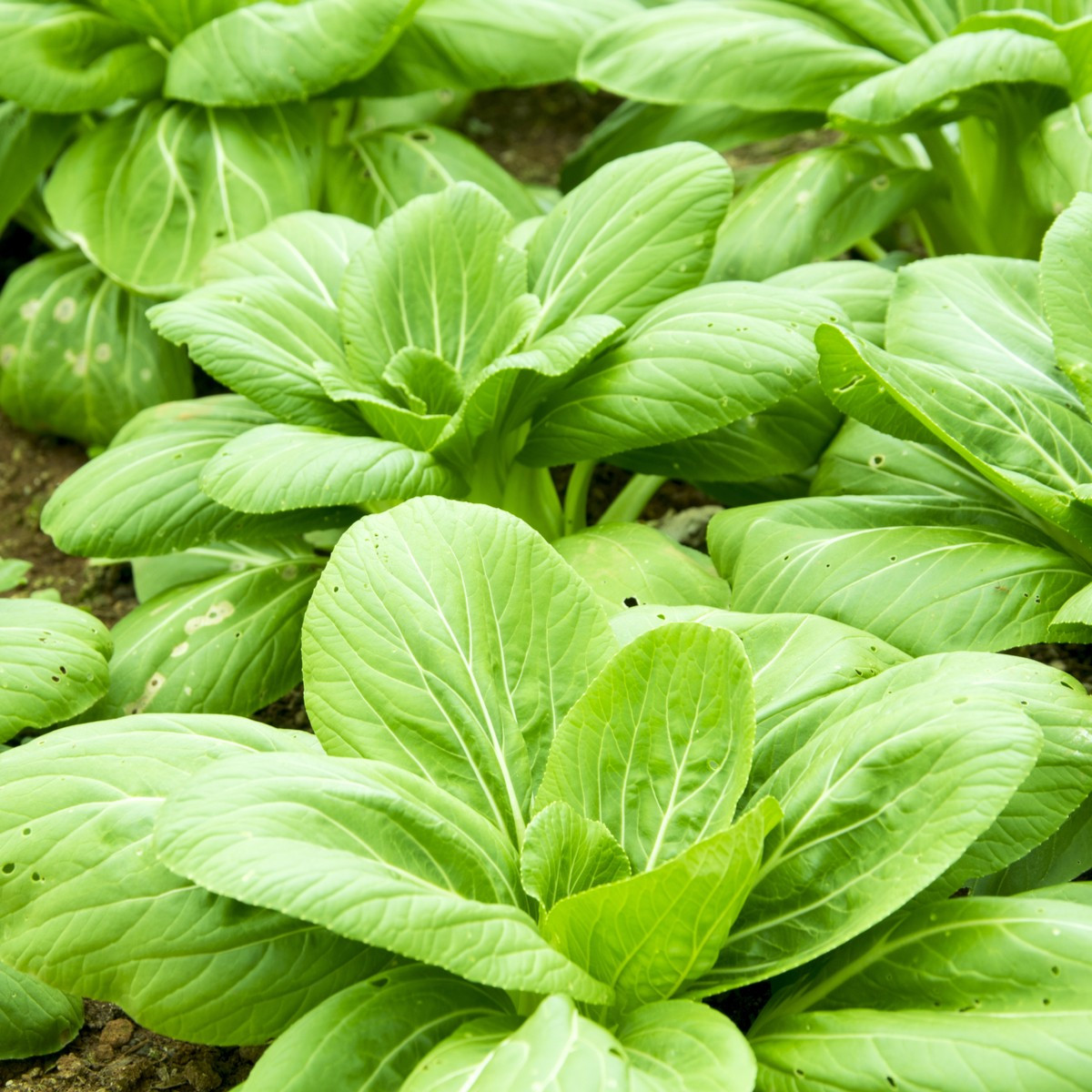Choy Sum Fuubi - Brassica parachinensis - semena choy sum - 100 ks