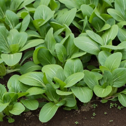 Hořčice zelená - Komatsuna - Brassica rapa var. komatsuna - semena hořčice - 20 ks