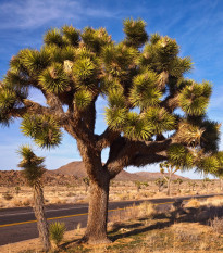 Юка късоколистна - Joshua Tree - Yucca brevifolia - семена юка - 20 бр.