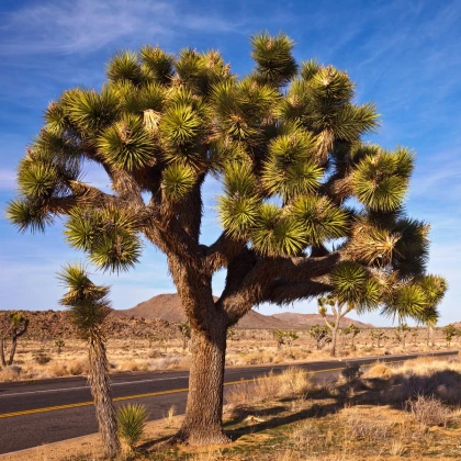 Юка късоколистна - Joshua Tree - Yucca brevifolia - семена юка - 20 бр.