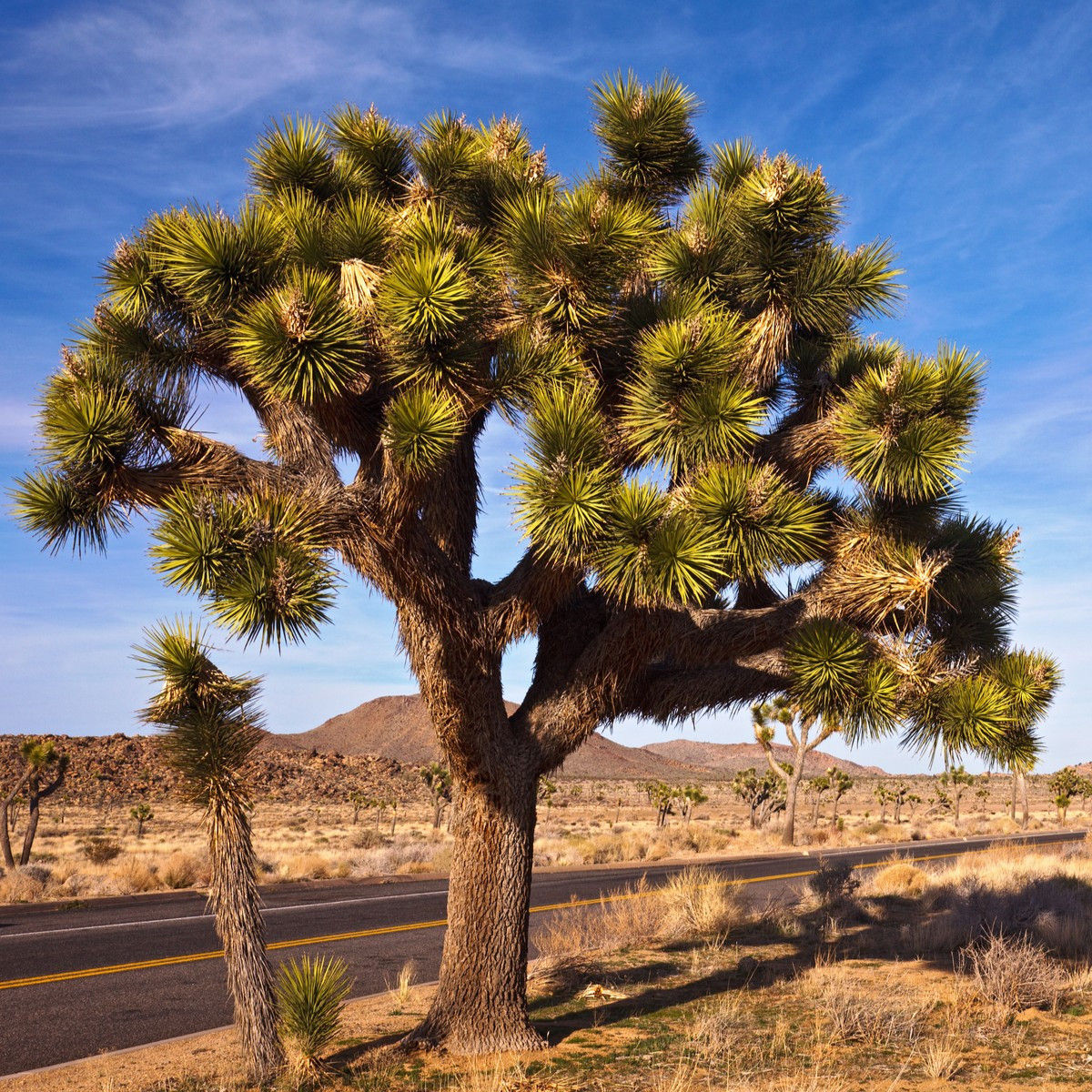 Юка късоколистна - Joshua Tree - Yucca brevifolia - семена юка - 20 бр.