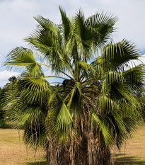 Влакнеста палма Вашингтония - Washingtonia filifiera - семена на палма - 15 бр.