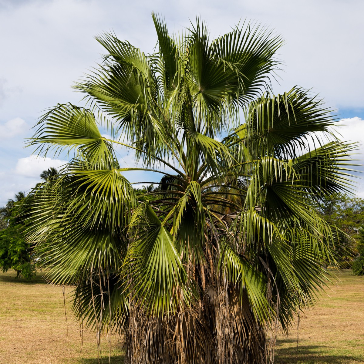 Влакнеста палма Вашингтония - Washingtonia filifiera - семена на палма - 15 бр.