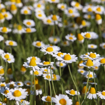 Rmen rolní - Anthemis arvensis - semena rmenu - 0,2 g