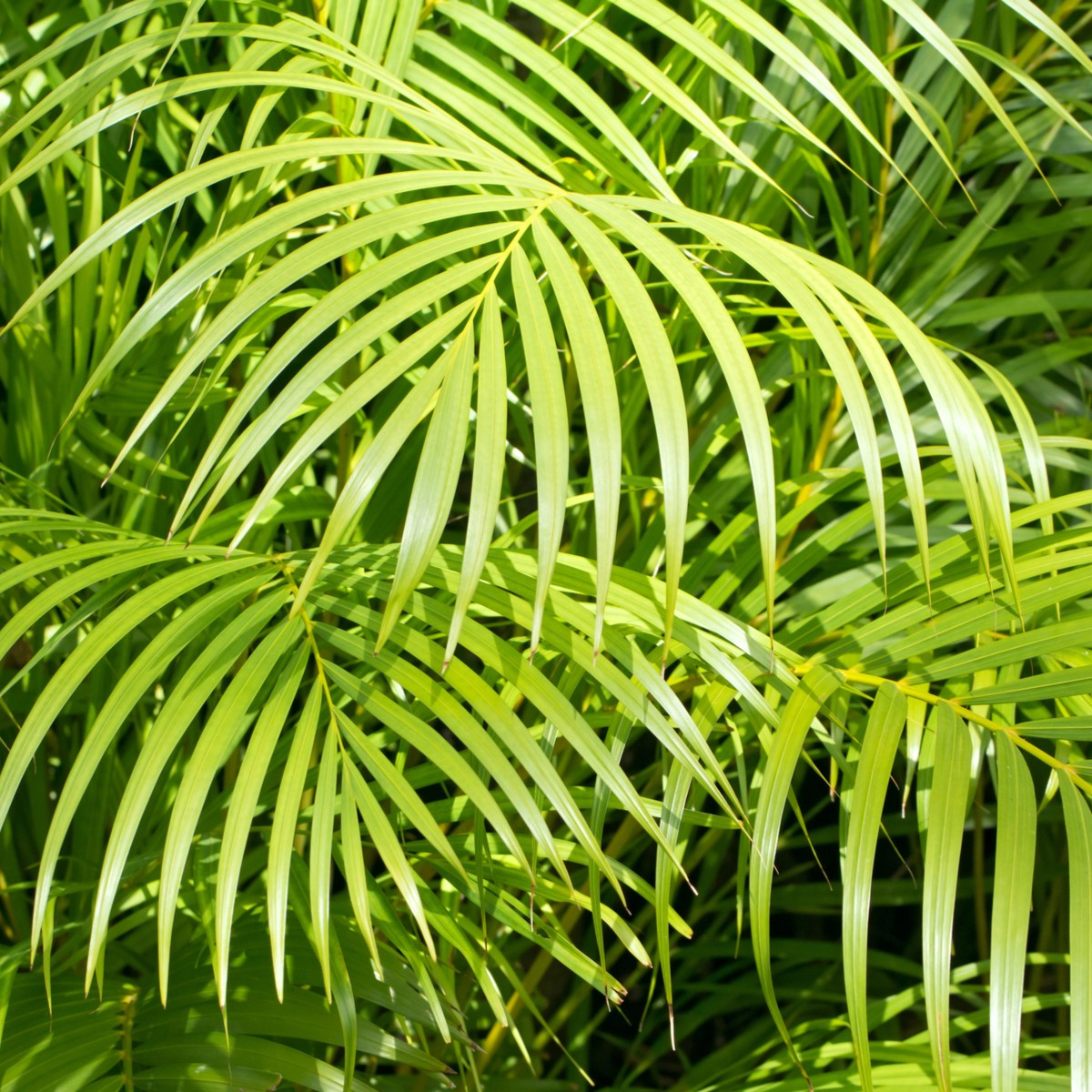 Palma madagaskarská - Dypsis madagascariensis - semena palmy - 3 ks