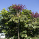 Šeflera actinophylla - Schefflera actinophylla - semena šeflery - 6 ks