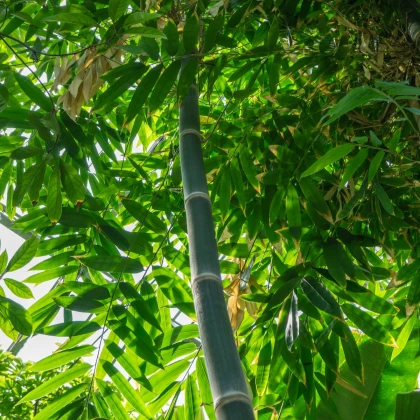 Bambus železný - Dendrocalamus strictus - semena bambusu - 2 ks