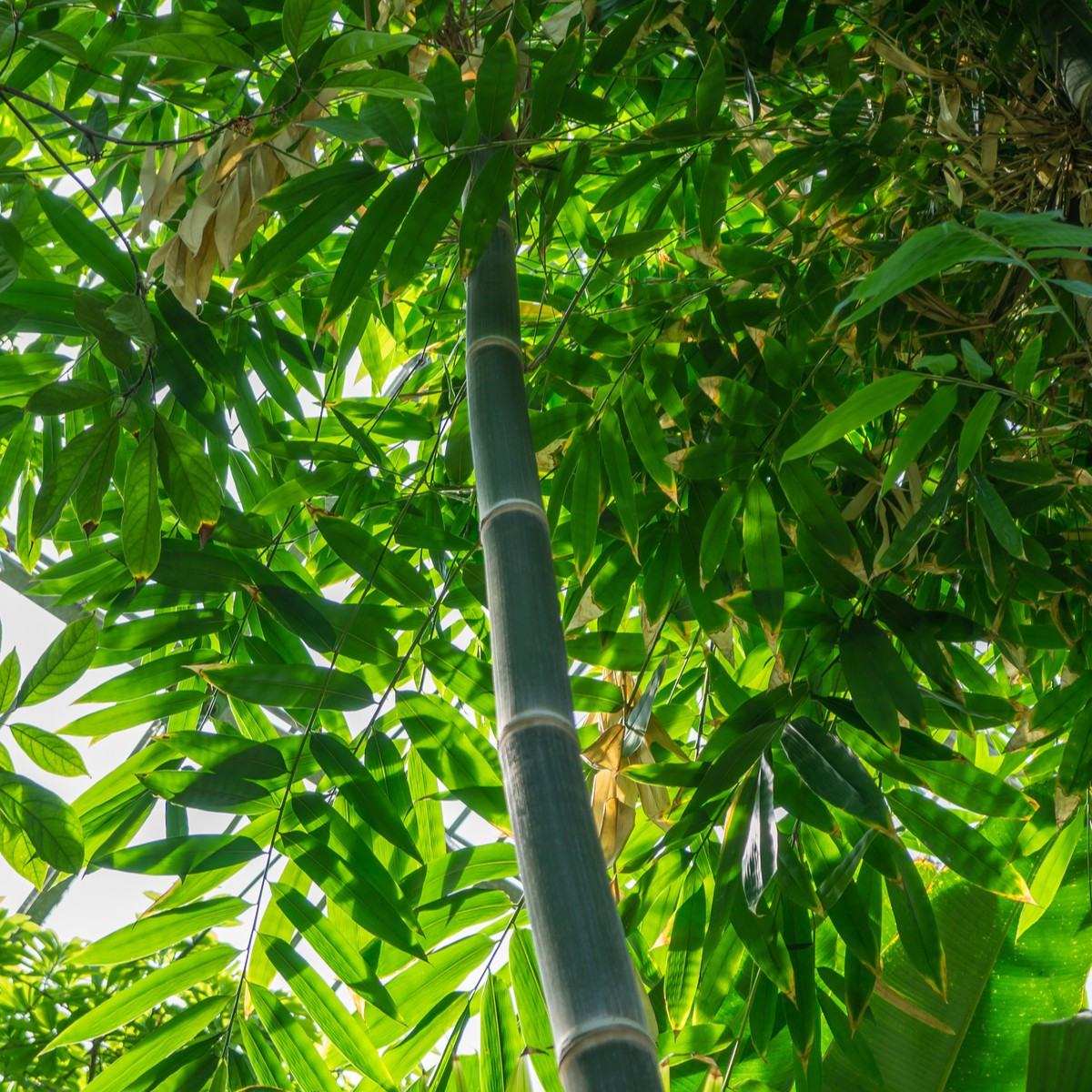 Bambus železný - Dendrocalamus strictus - semena bambusu - 2 ks
