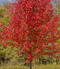 Javor červený - Acer rubrum - semena javoru - 5 ks