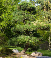 Borovice japonská černá - Pinus thunbergii - semena borovice - 5 ks
