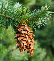 Douglaska tisolistá - Pseudotsuga menziesii - semena douglasky - 8 ks