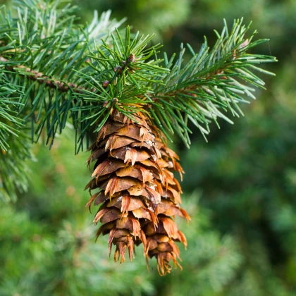 Douglaska tisolistá - Pseudotsuga menziesii - semena douglasky - 8 ks