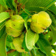 Диления индийска - Dillenia indica - семена на диления - 12 бр.