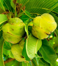 Диления индийска - Dillenia indica - семена на диления - 12 бр.