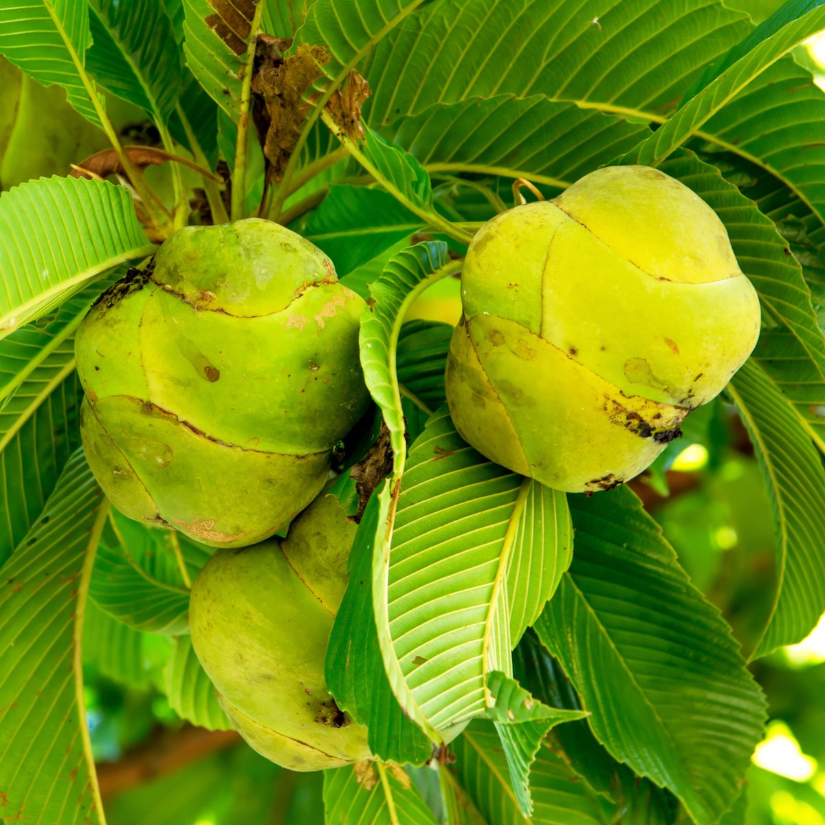 Диления индийска - Dillenia indica - семена на диления - 12 бр.