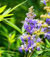 Drmek obecný - Vitex agnus-castus - semena drmku - 9 ks