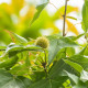 Ambroň západní - Liquidambar formosana - semena ambroně - 10 ks