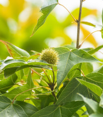 Ambroň západní - Liquidambar formosana - semena ambroně - 10 ks