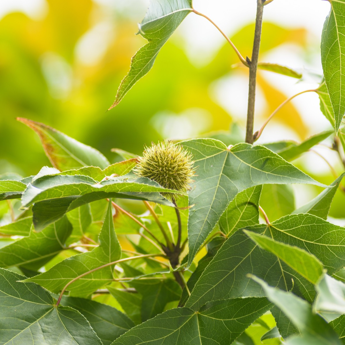 Ambroň západní - Liquidambar formosana - semena ambroně - 10 ks