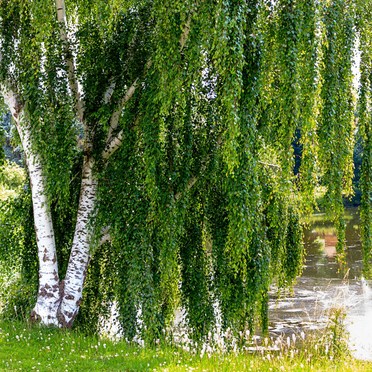 Bříza bělokorá - Betula pendula - semena břízy - 15 ks