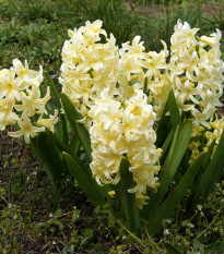 Hyacint City of Haarlem - Hyacinthus orientalis - cibule hyacintu - 1 ks