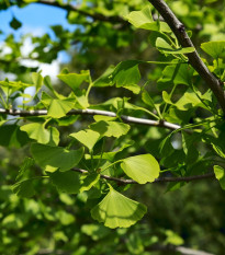 Jinan dvoulaločný - Ginkgo biloba - semena jinanu - 2 ks