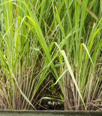 Citronová tráva - Cymbopogon citratus - semena citrónové trávy - 20 ks