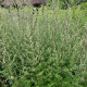 Пелин Чернобил - Artemisia vulgaris - семена от пелин - 250 бр.