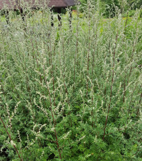 Пелин Чернобил - Artemisia vulgaris - семена от пелин - 250 бр.