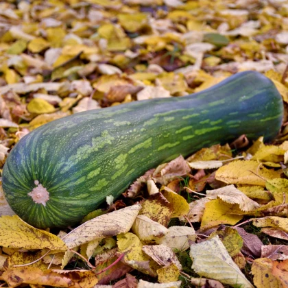 Tykev Lunga di Napoli - Cucurbita moschata - semena tykve - 5 ks