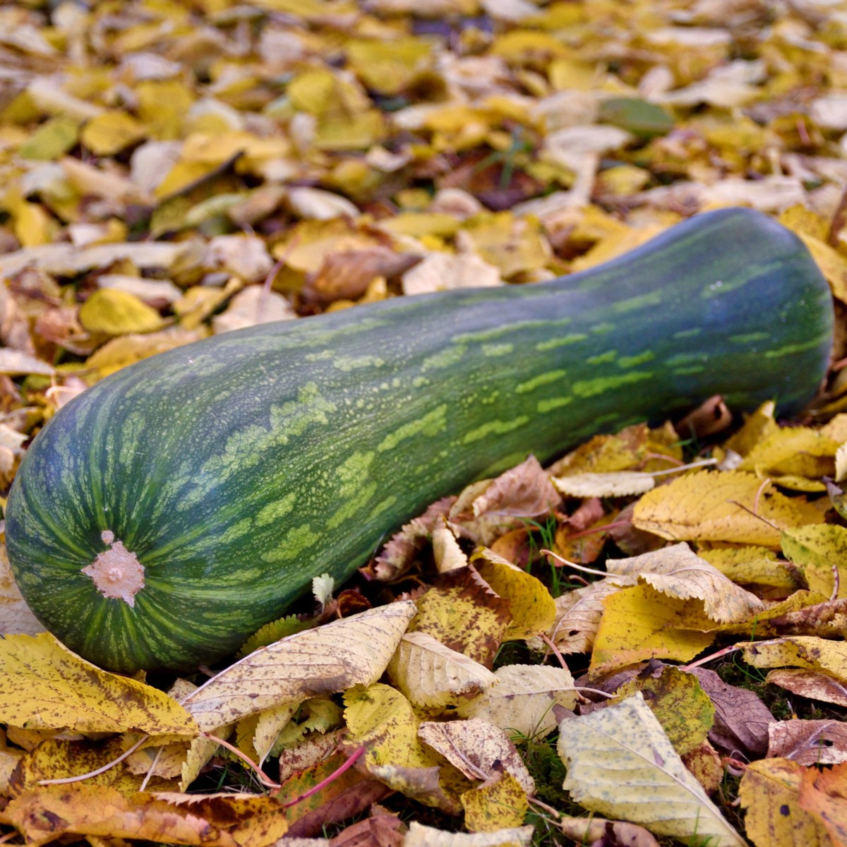 Tykev Lunga di Napoli - Cucurbita moschata - semena tykve - 5 ks
