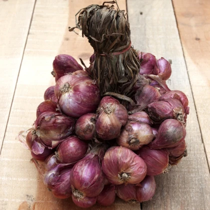 Cibule Zebrune - Allium cepa var aggregatum - semena cibule - 70 ks
