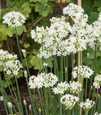 Pažitka česneková - Allium tuberosum - semena pažitky - 200 ks