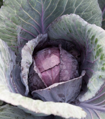 Zelí červené polopozdní Pourovo - Brassica oleracea - semena zelí - 200 ks