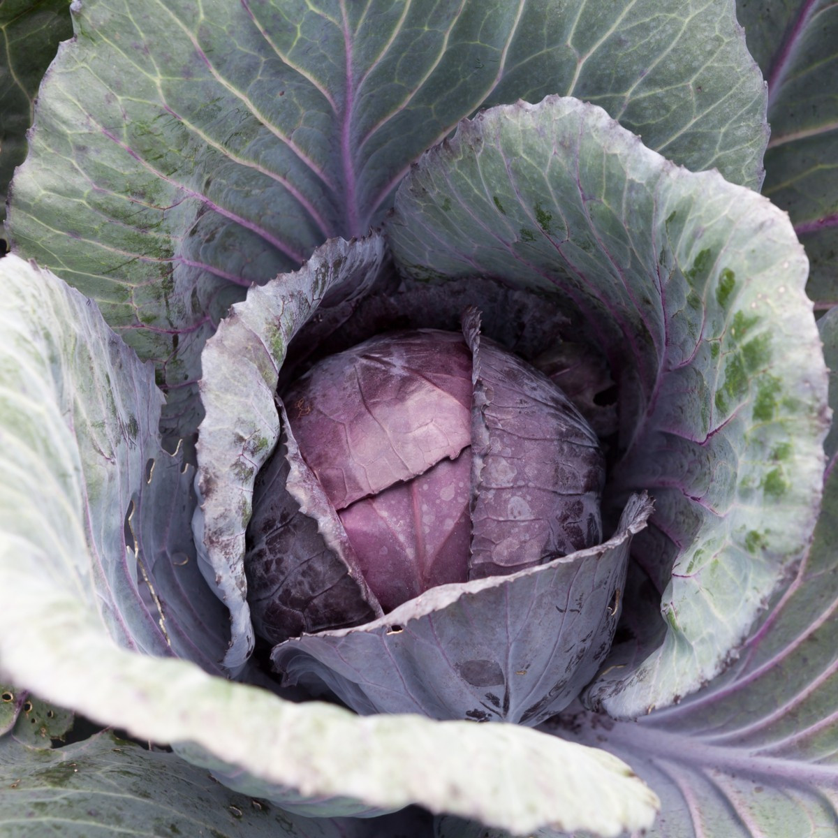 Zelí červené polopozdní Pourovo - Brassica oleracea - semena zelí - 200 ks