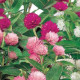 Pestrovka kulovitá směs barev - Gomphrena globosa - semena pestrovky - 35 ks