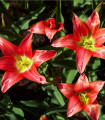 Tulipán Linifolia - Tulipa - cibule tulipánu - 3 ks