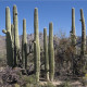 Saguaro - Свещников кактус - Carnegiea gigantea - семена на кактус - 5 бр.