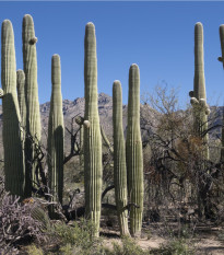Saguaro - Свещников кактус - Carnegiea gigantea - семена на кактус - 5 бр.