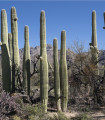Saguaro - Свещников кактус - Carnegiea gigantea - семена на кактус - 5 бр.