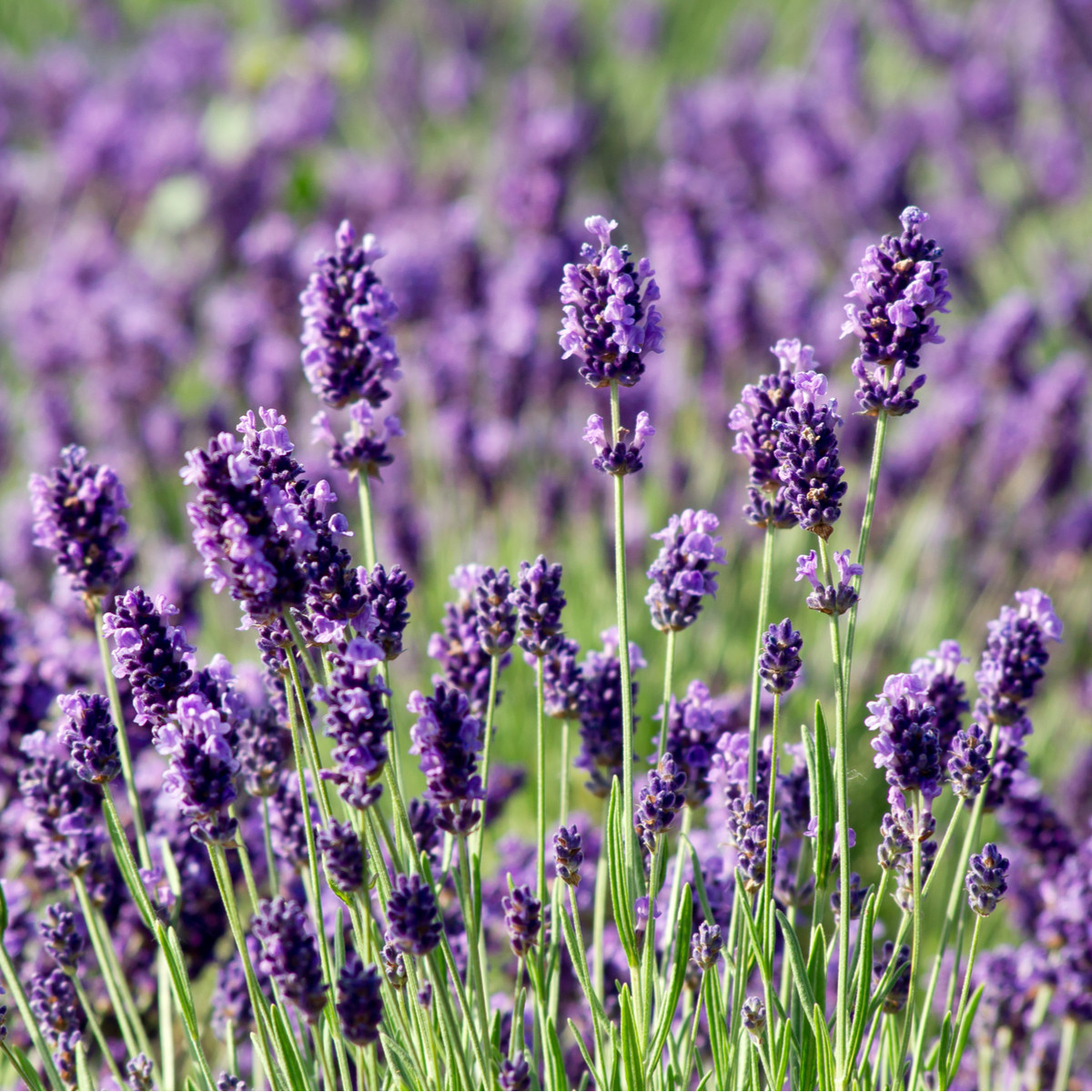 Levandule Vera - Lavandula angustifolia - semena levandule - 0,02 g