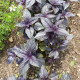 Bazalka pravá červená - Ocimum basilicum - semena bazalky - 200 ks