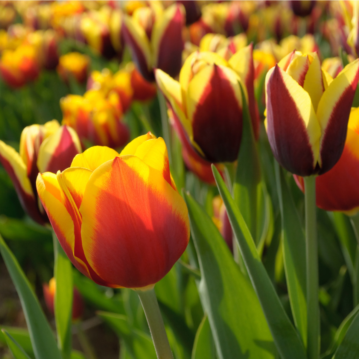 Tulipán Kees Nelis - Tulipa - cibule tulipánu - 3 ks