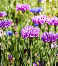 Chrpa směs barev - Centaurea cyanus mix - semena chrpy - 100 ks