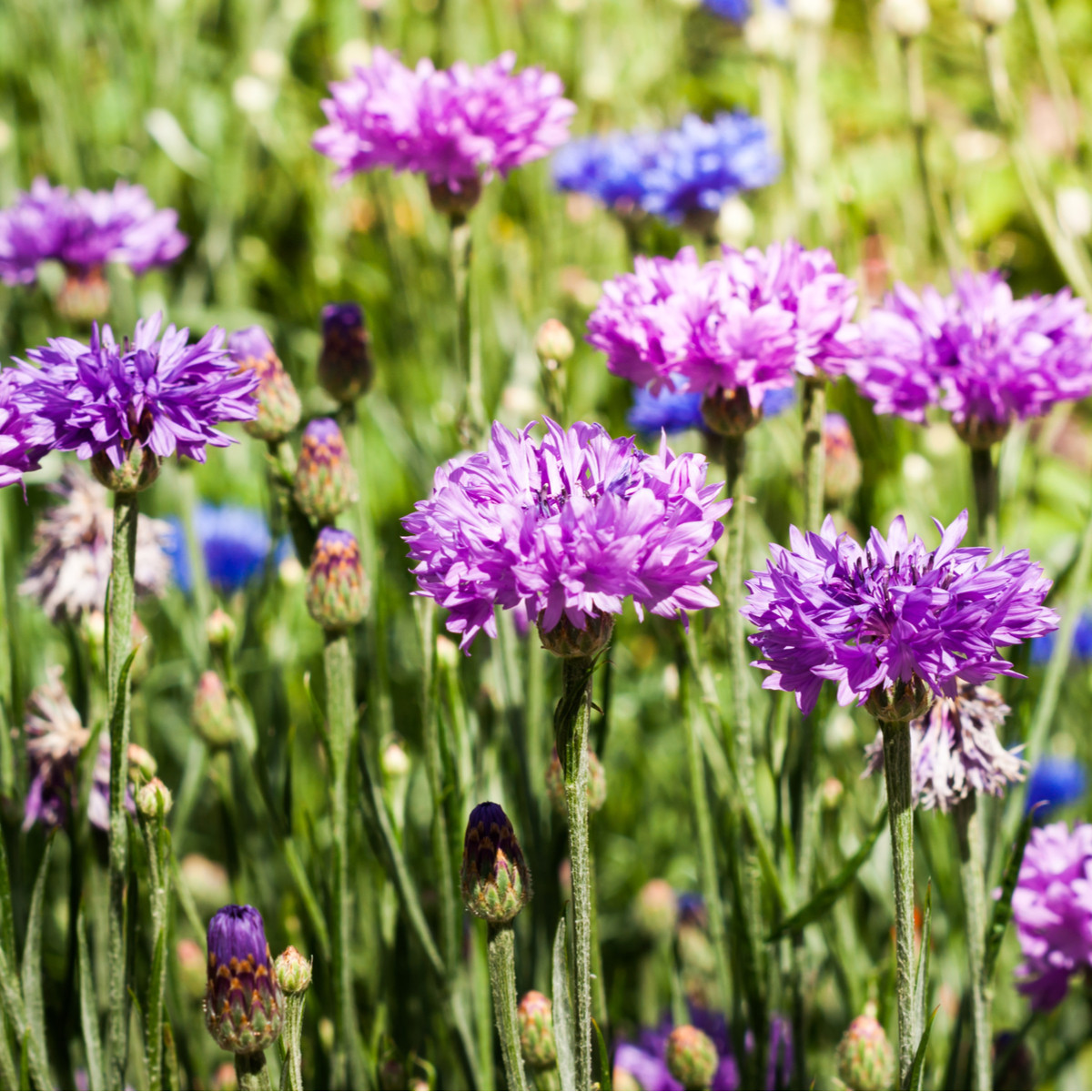 Chrpa směs barev - Centaurea cyanus mix - semena chrpy - 100 ks