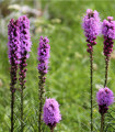Šuškarda fialová - Liatris spicata - hlízy šuškardy  - 5 ks