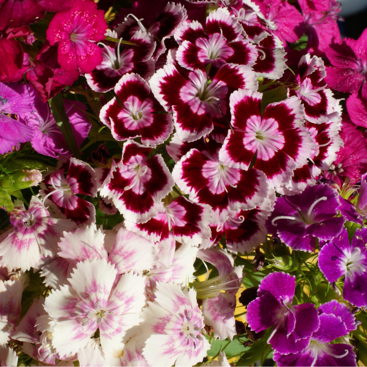 Hvozdík bradatý plnokvětý směs barev - Dianthus barbatus - semena hvozdíku - 250 ks