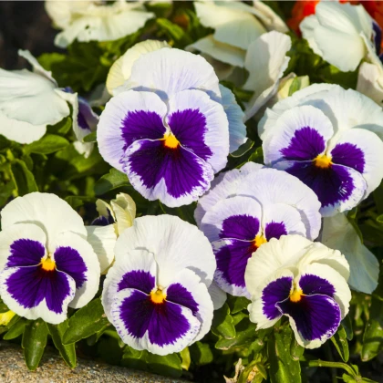 Maceška Silberbraut - Viola wittrockiana - semena macešky - 200 ks