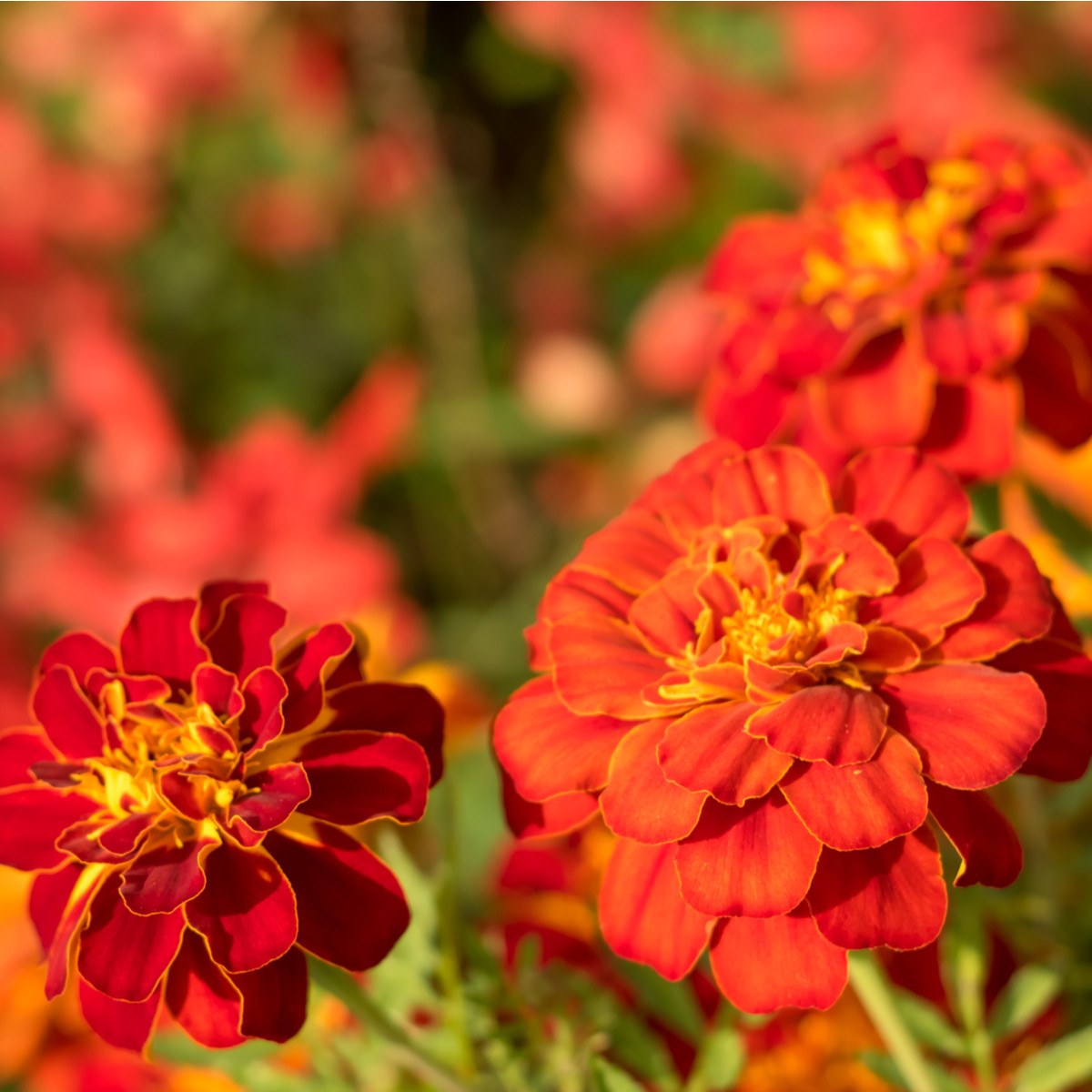 Aksamitník rozkladitý Carmen - Tagetes patula nana - semena aksamitníku - 0,3 g